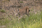 junger Luchs