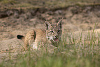 junger Luchs