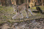 junger Luchs