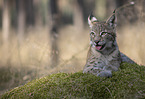 junger Luchs