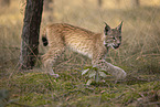 junger Luchs