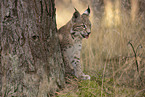 junger Luchs