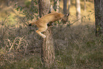 junger Luchs