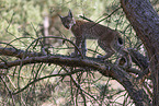 junger Luchs