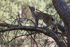 junger Luchs