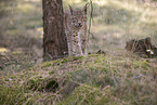junger Luchs
