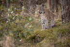 junger Luchs