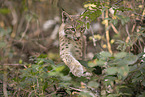 junger Luchs