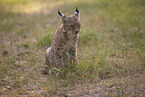 junger Luchs