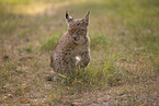 junger Luchs
