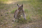 junger Luchs