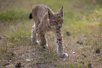 junger Luchs