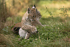 junger Luchs