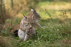 junger Luchs