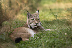 junger Luchs