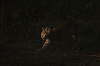 junger Luchs