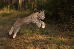 junger Luchs