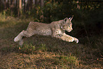 junger Luchs