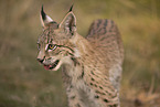 junger Luchs