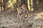 junger Luchs