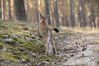 junger Luchs