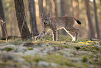 junger Luchs