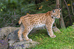 Luchs