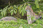 sitzender Luchs