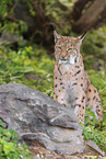 sitzender Luchs