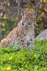 sitzender Luchs