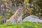 sitzender Luchs