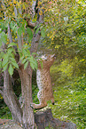 junger Luchs
