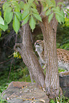 junger Luchs