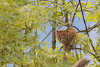 Luchs