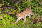 junger Luchs