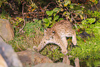 junger Luchs
