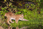 junger Luchs