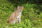sitzender Luchs