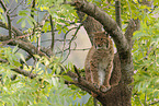 sitzender Luchs