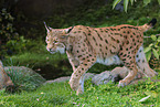 Luchs
