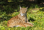 Luchs