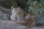Luchs