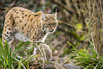 Luchs
