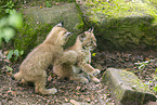 Luchs