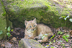 Luchs