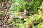 Luchs