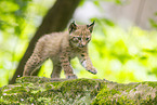 Luchs