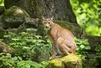 Luchs