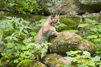 Luchs