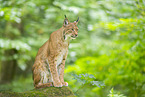 Luchs